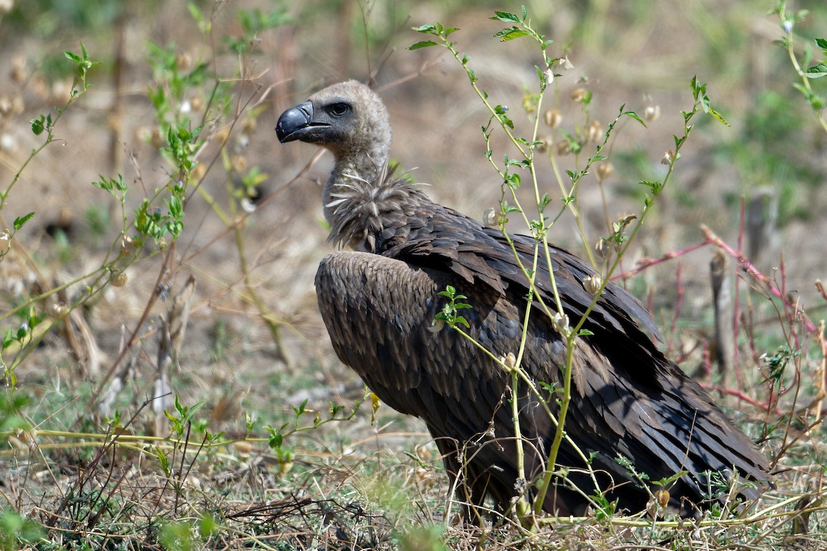 White-backed Vulture - ML630502150