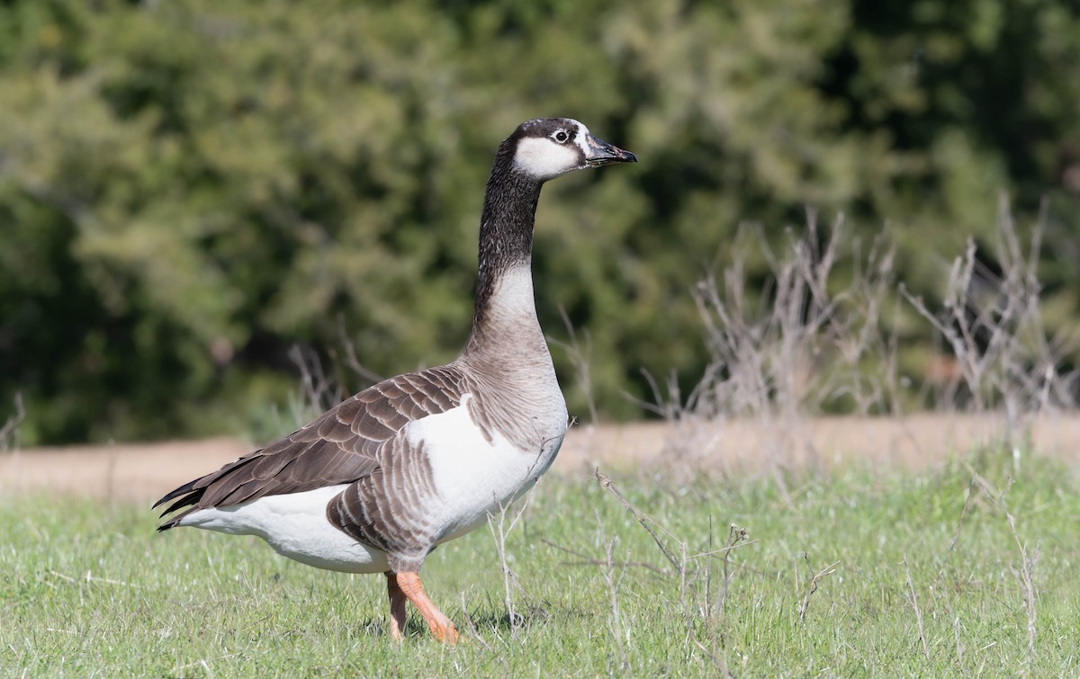 Domestic goose sp. x Canada Goose (hybrid) - ML630502166