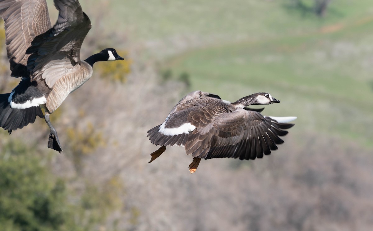 Domestic goose sp. x Canada Goose (hybrid) - ML630502171