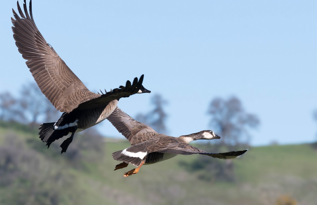 Domestic goose sp. x Canada Goose (hybrid) - ML630502173