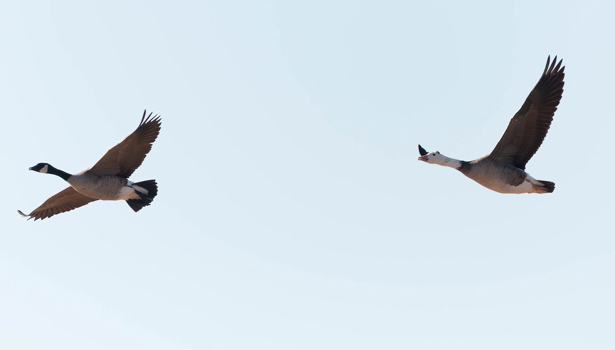 Domestic goose sp. x Canada Goose (hybrid) - ML630502178