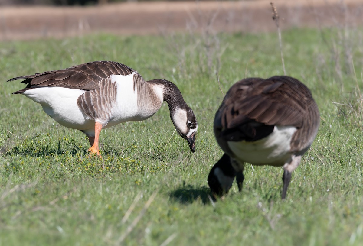 Domestic goose sp. x Canada Goose (hybrid) - ML630502195