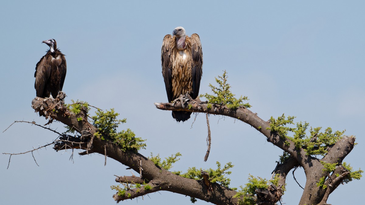 Rüppell's Griffon - ML630502221