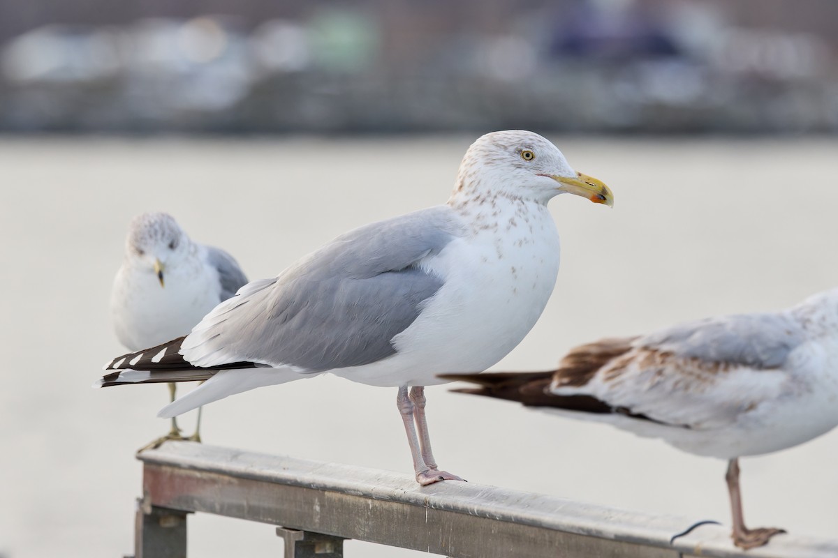 American Herring Gull - ML630502274