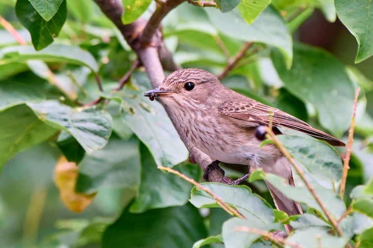 Spotted Flycatcher - ML630502544