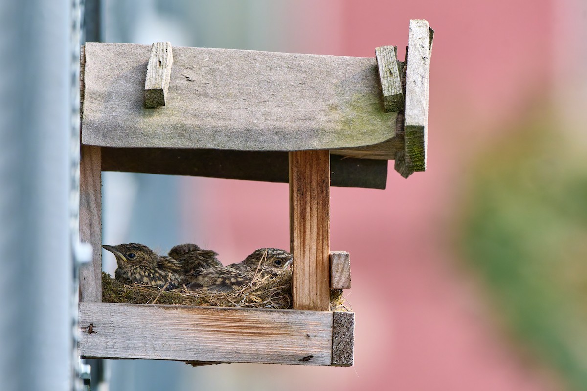 Spotted Flycatcher - ML630502545