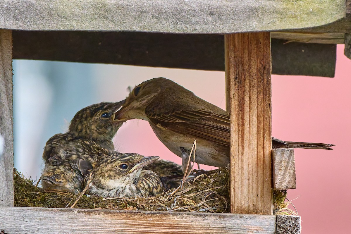 Spotted Flycatcher - ML630502549