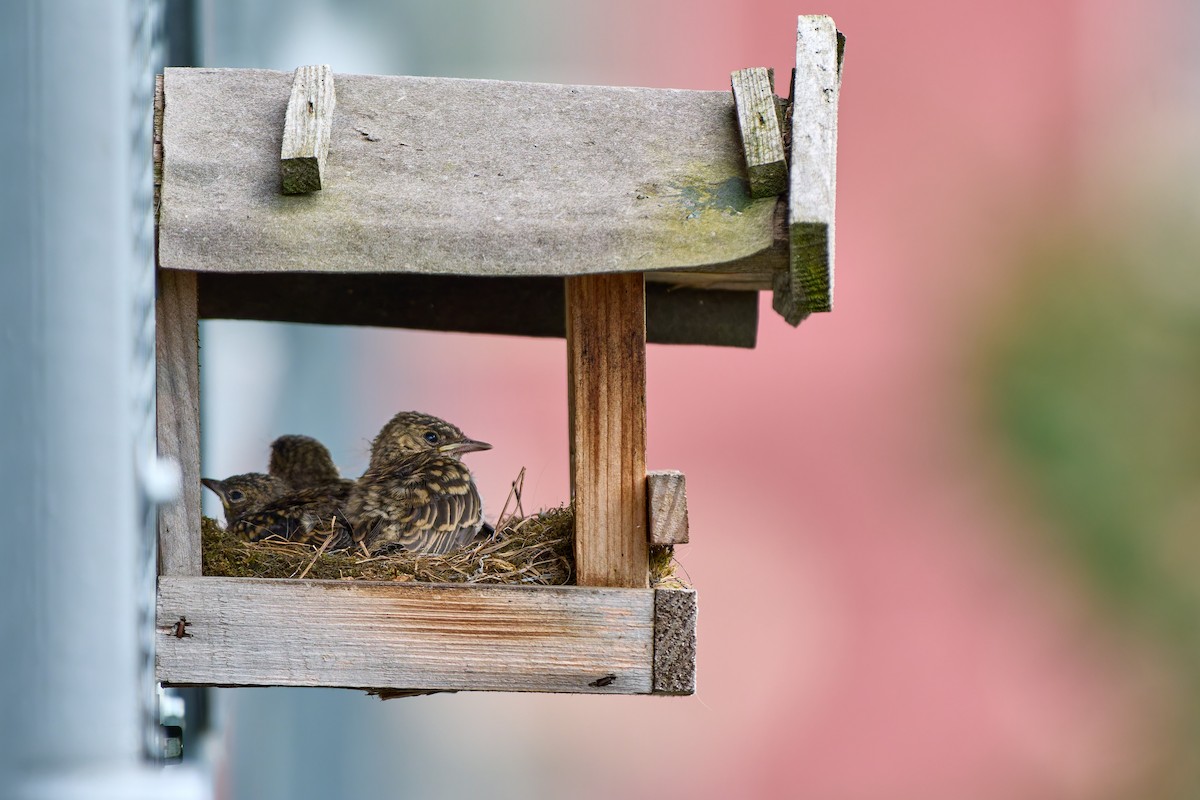 Spotted Flycatcher - ML630502550