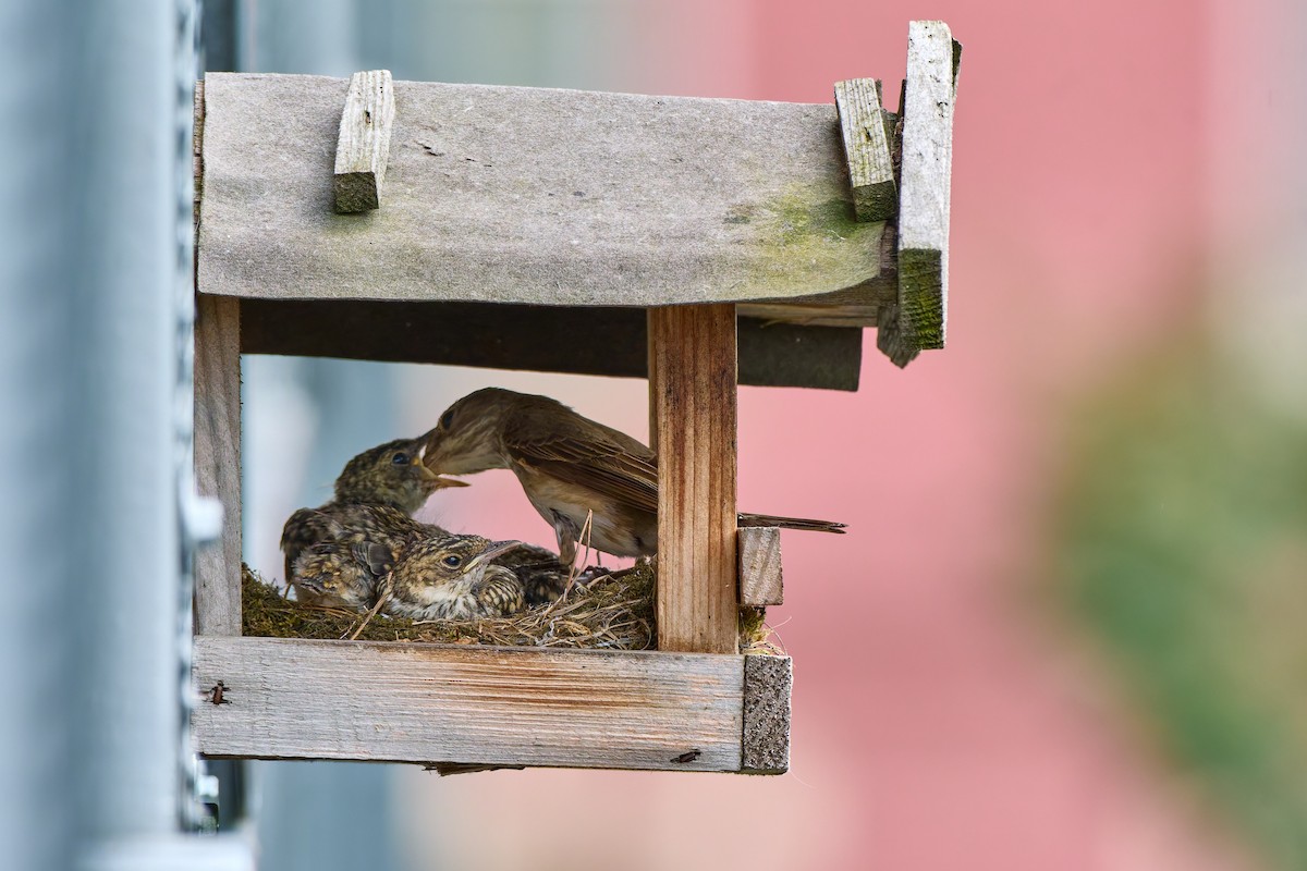 Spotted Flycatcher - ML630502551