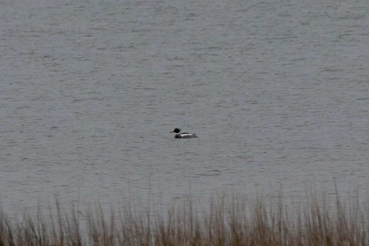 Mittelsäger - ML630502673