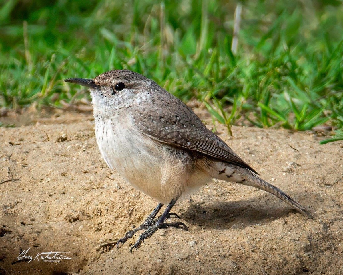 Rock Wren - ML630502729