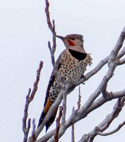 Northern Flicker - ML630502737