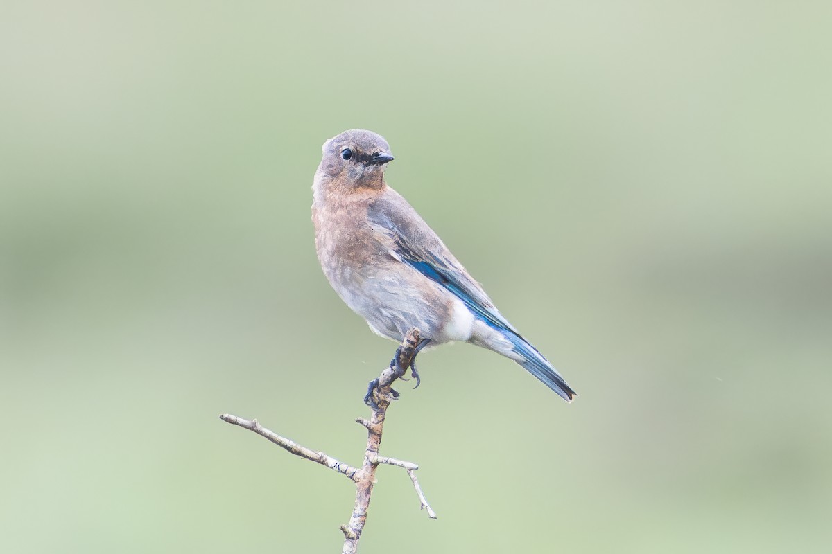 Mountain Bluebird - ML630502968