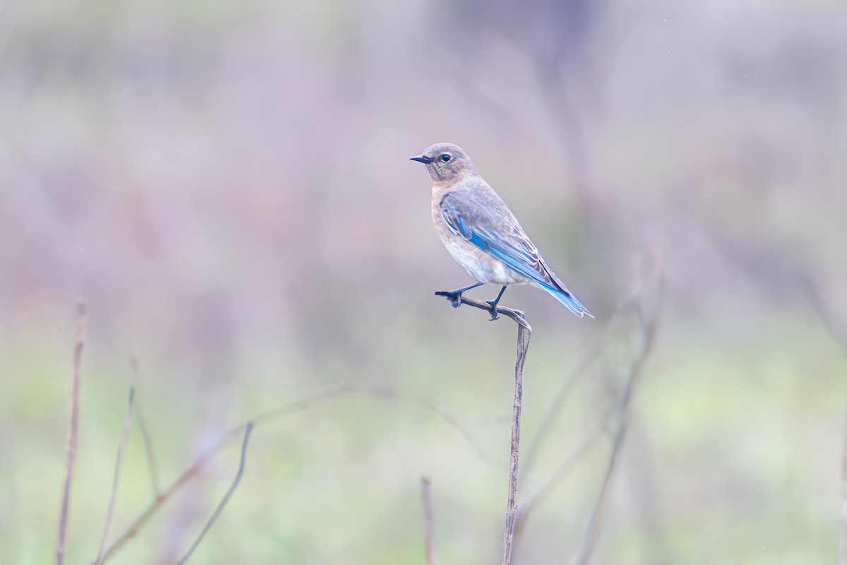 Mountain Bluebird - ML630502969