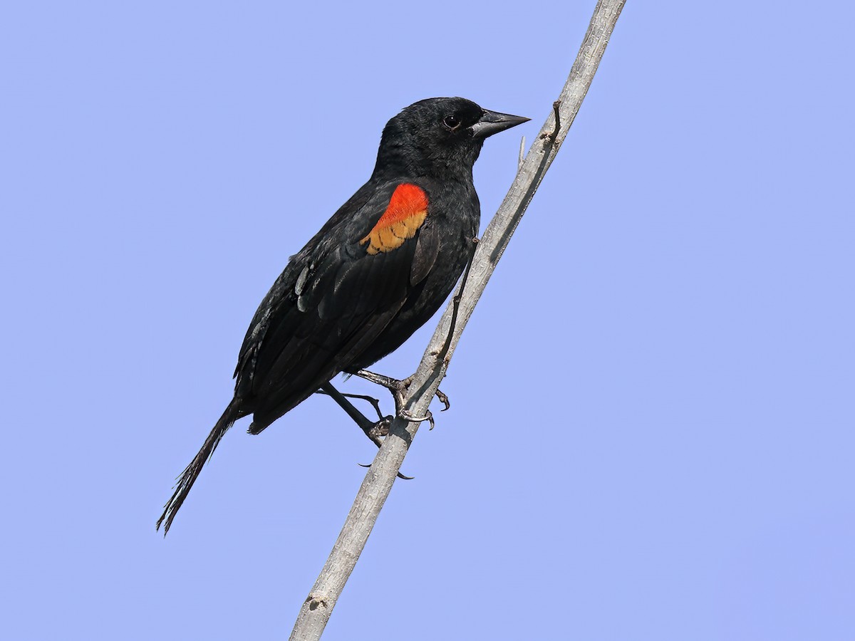 Red-shouldered Blackbird - Agelaius assimilis - Birds of the World