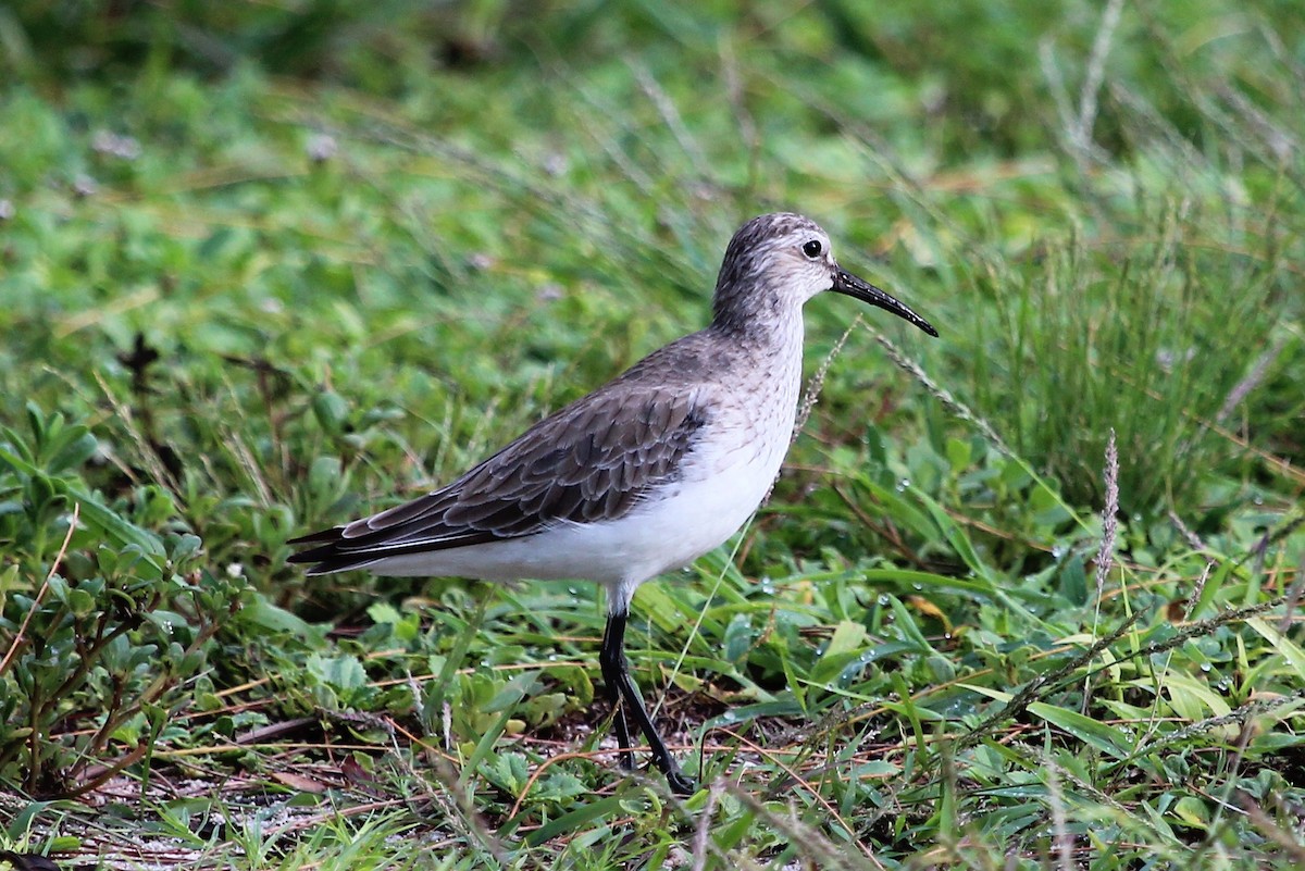 彎嘴濱鷸 - ML630503196