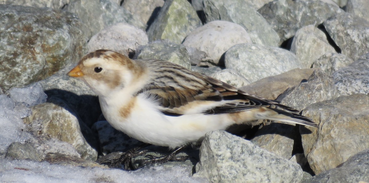 Snow Bunting - ML630503310