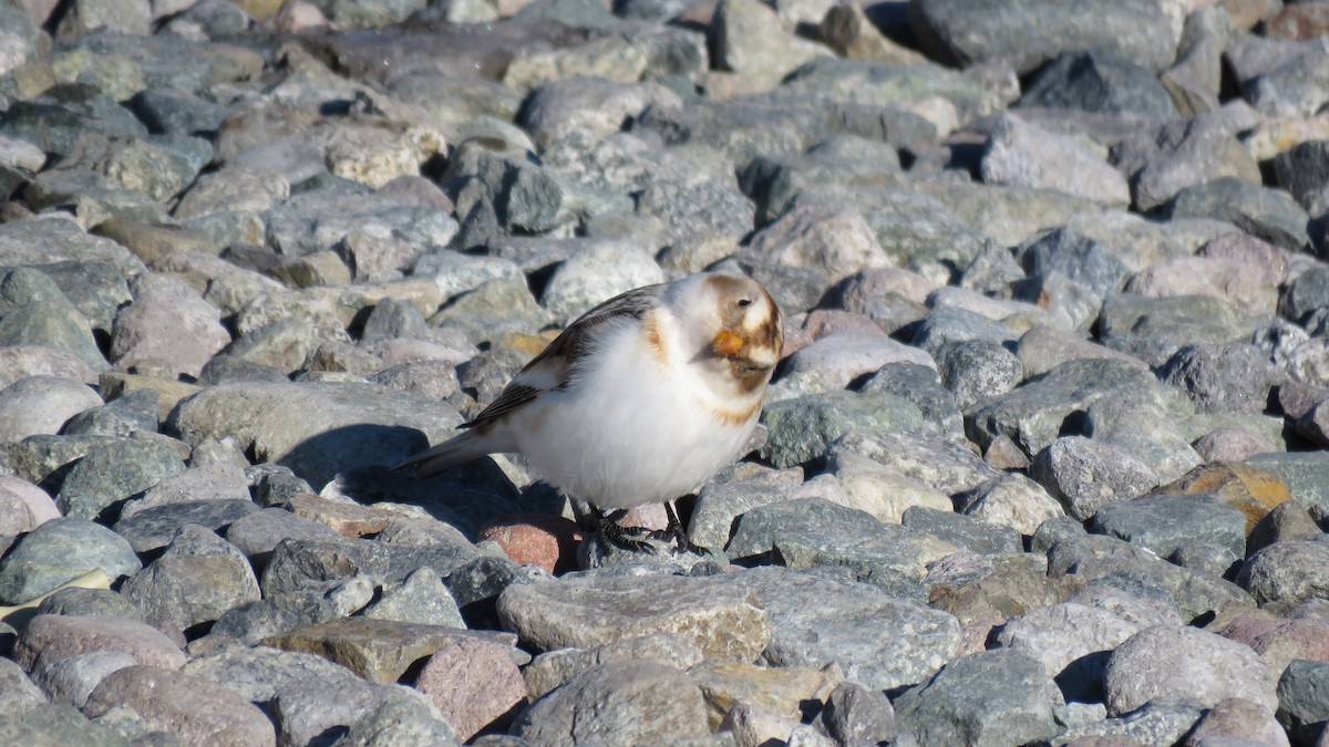 Snow Bunting - ML630503311