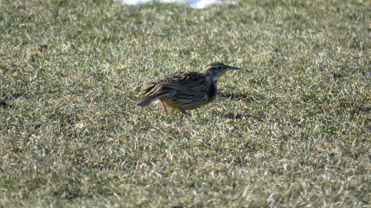 Western Meadowlark - ML630503321