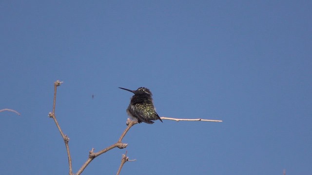 Costa's Hummingbird - ML630503935