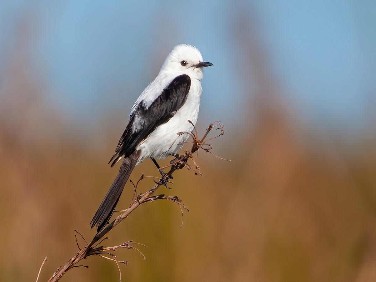 Black-and-white Monjita