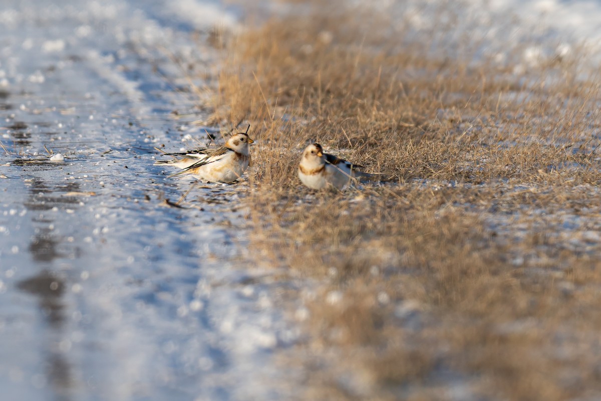 Snow Bunting - ML630504130