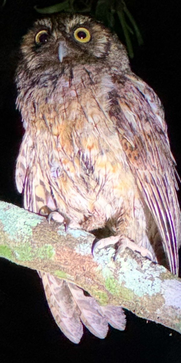 Black-capped Screech-Owl - ML630504178