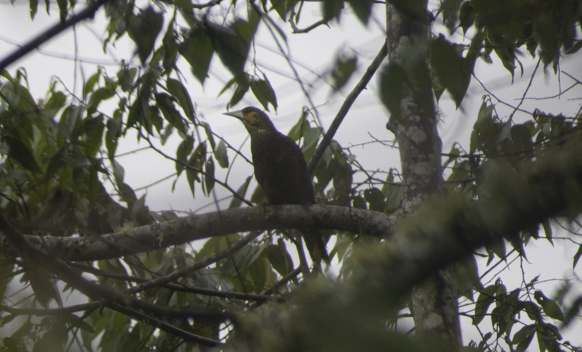 Dusky-green Oropendola - ML630504283