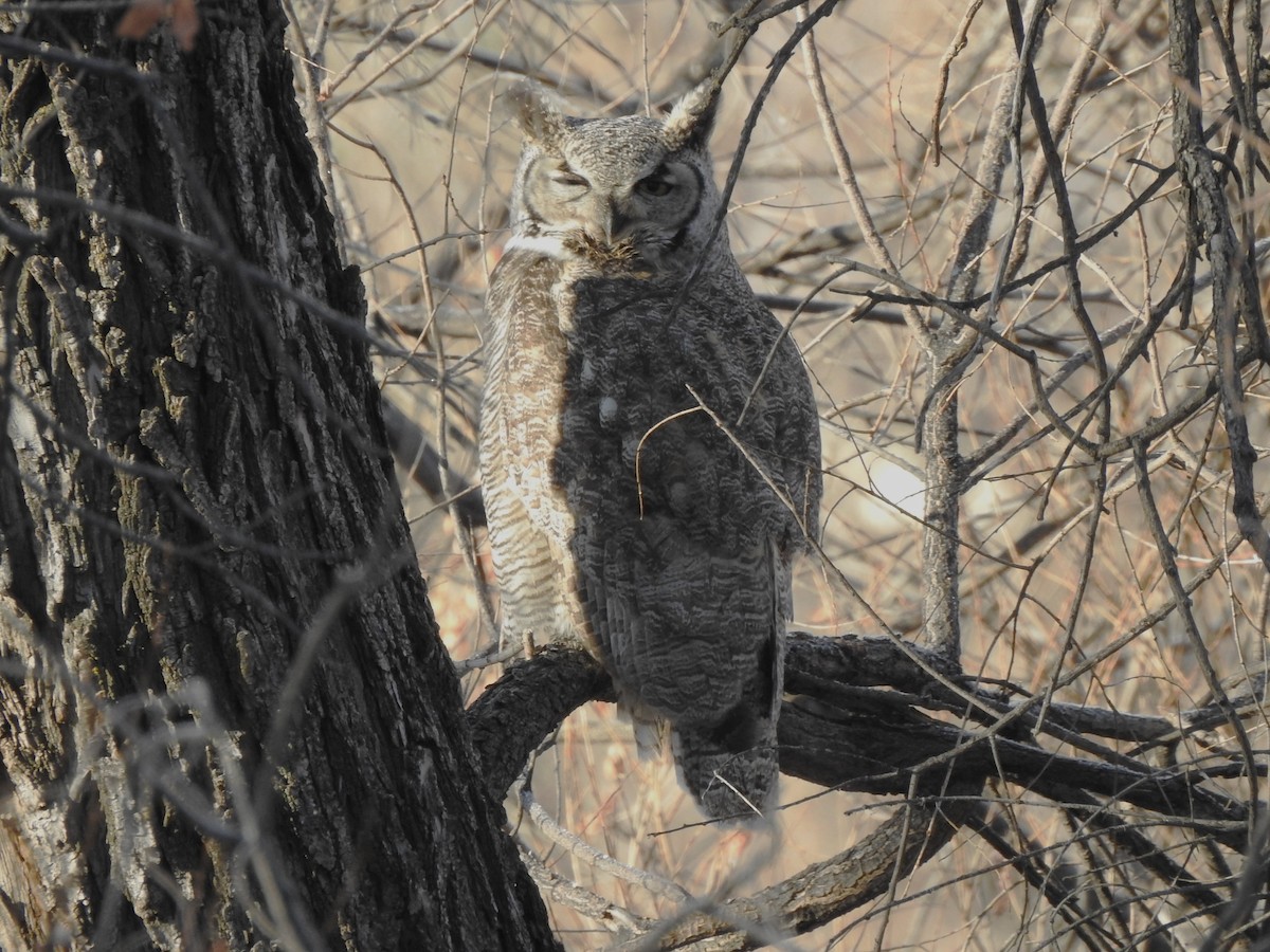 Great Horned Owl - ML630504306