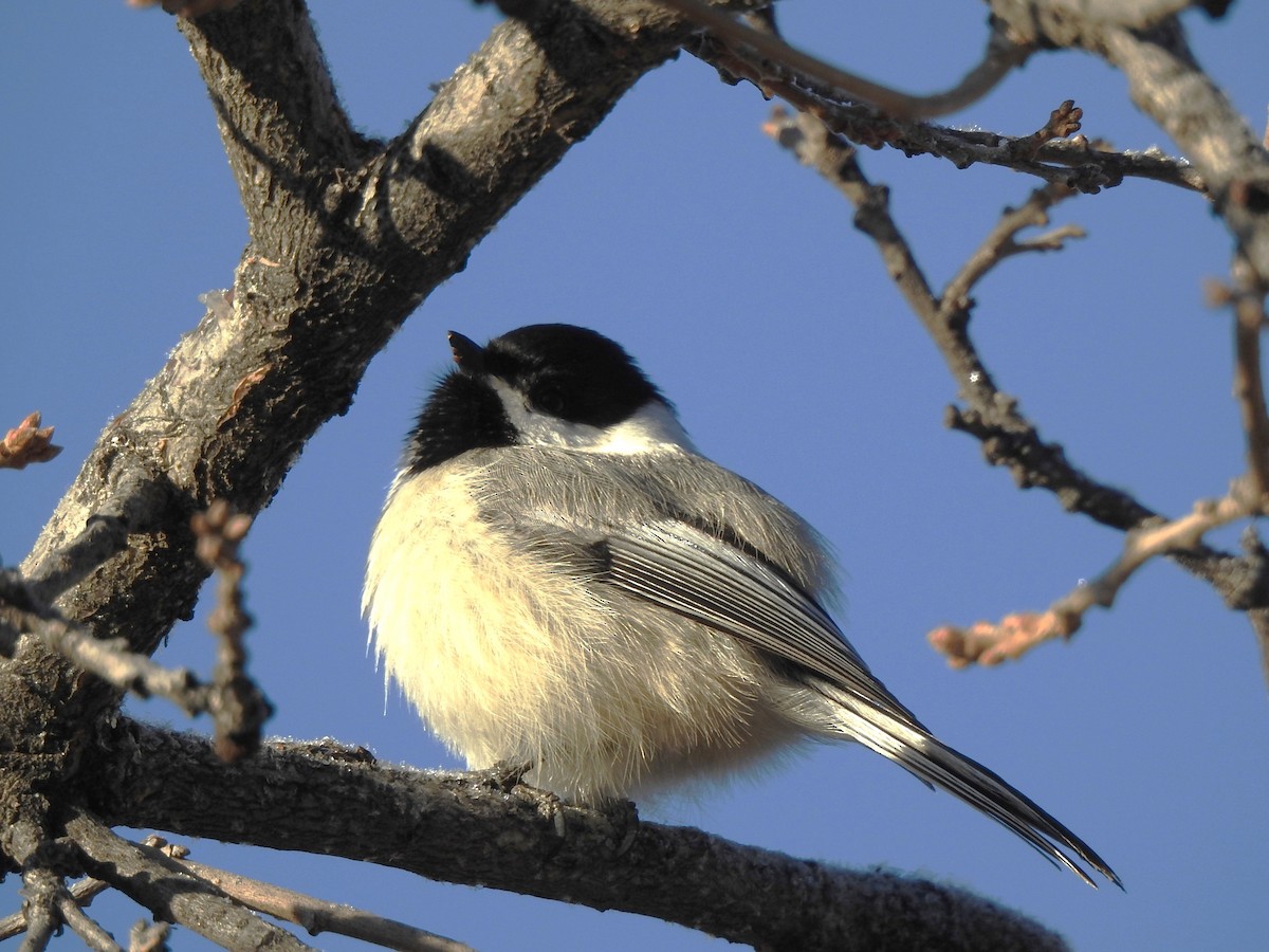 Black-capped Chickadee - ML630504323