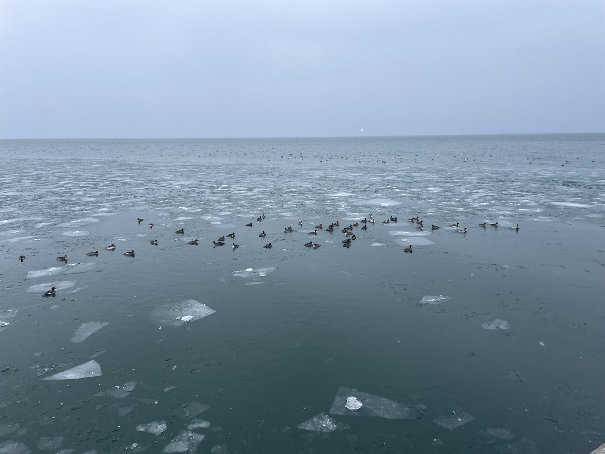 Red-breasted Merganser - ML630504399