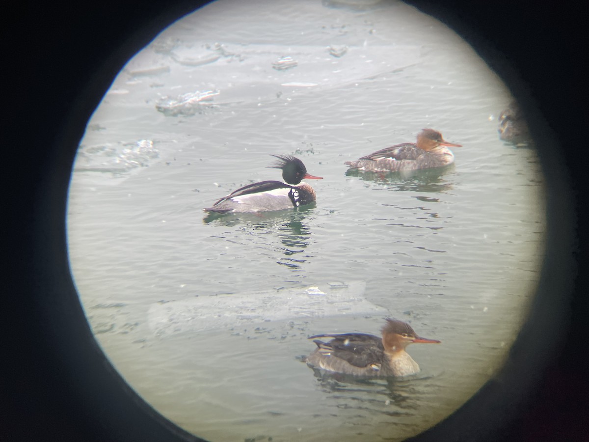 Red-breasted Merganser - ML630504428