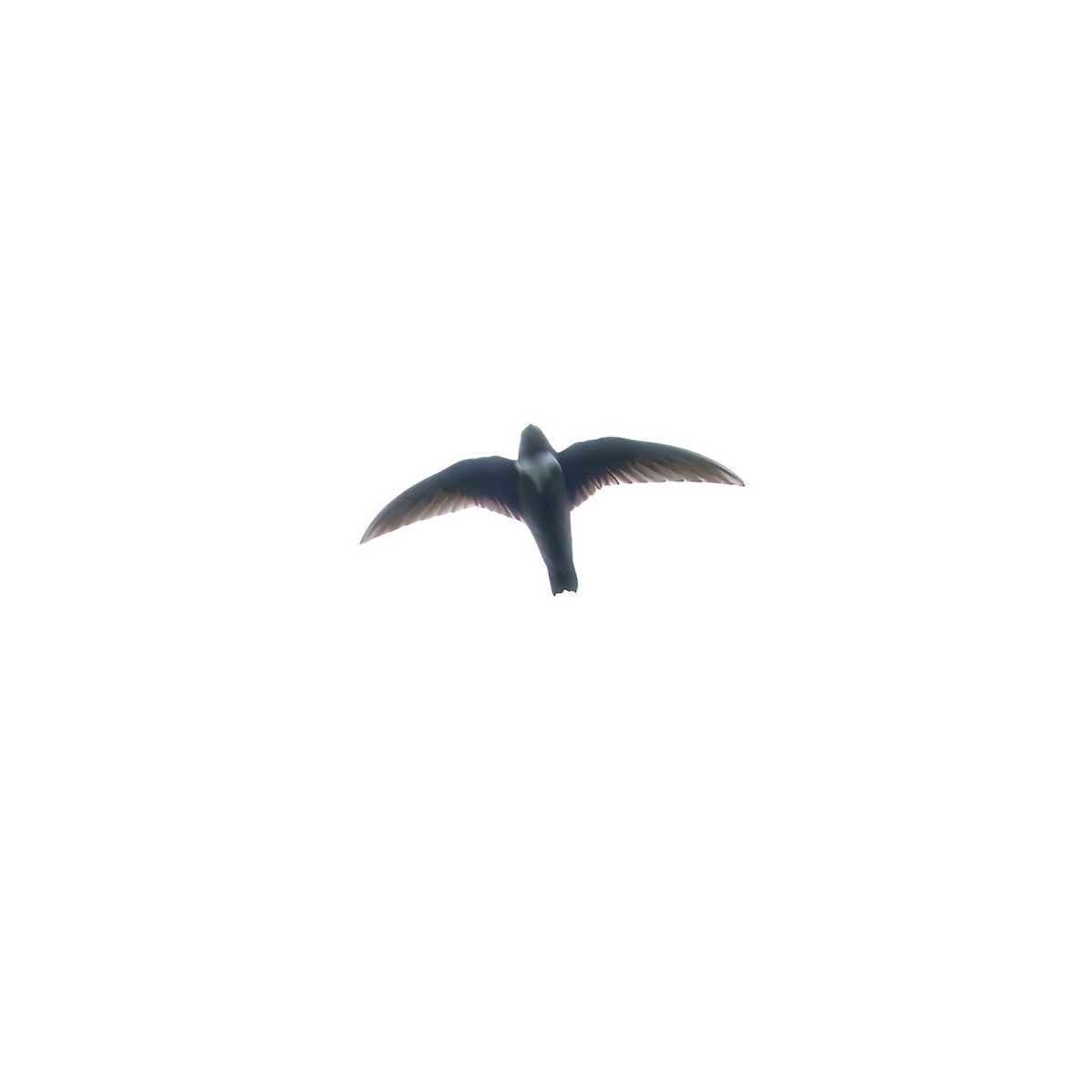 White-chested Swift - ML630504872