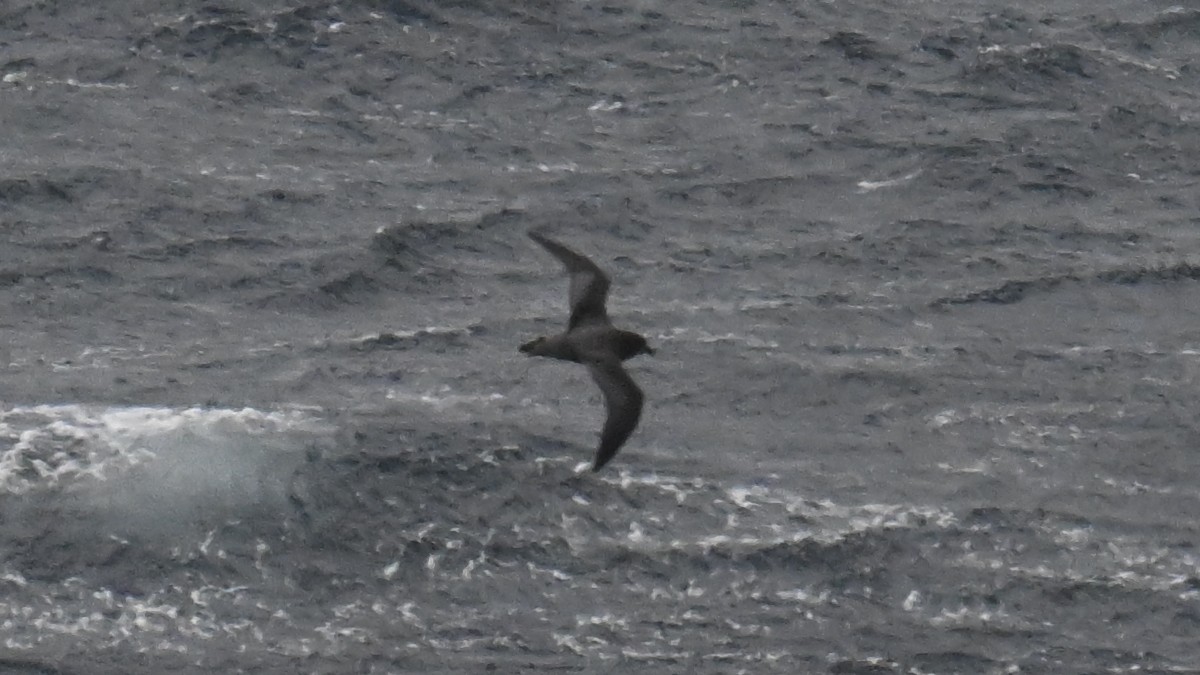 Providence Petrel - Carl Winstead