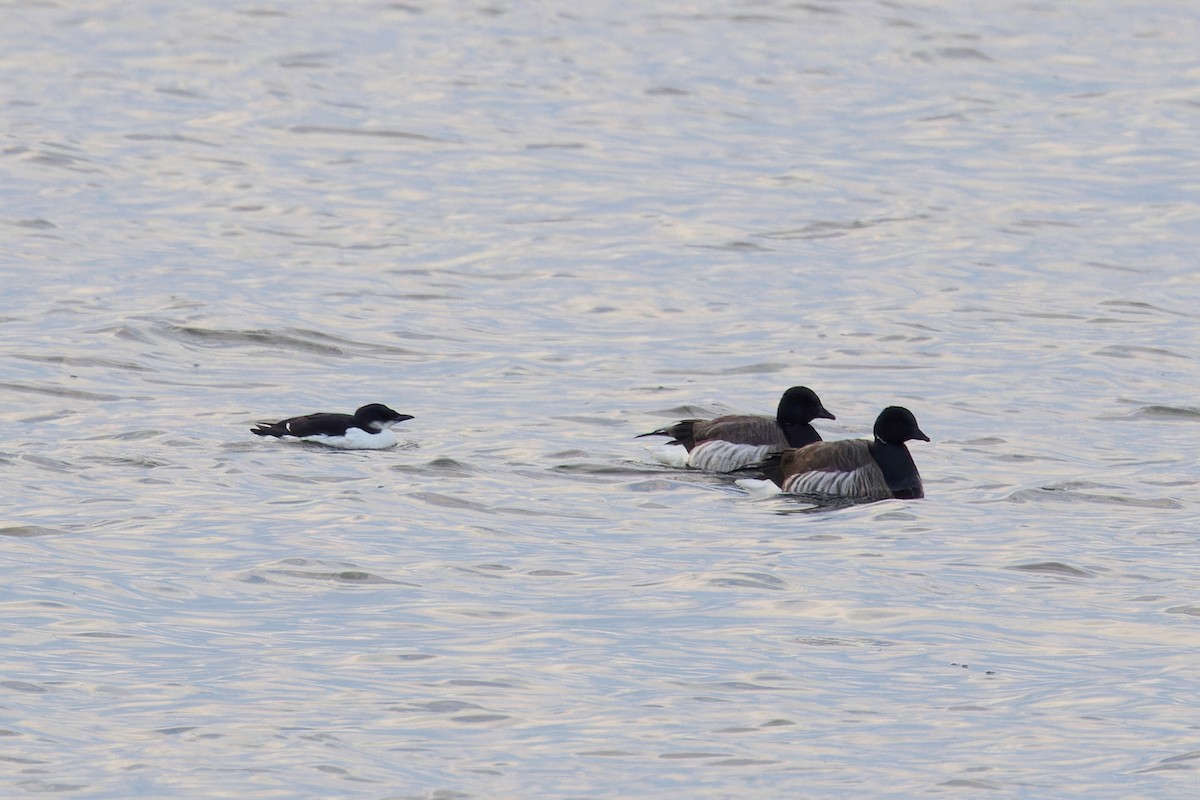 Brant - ML630505403