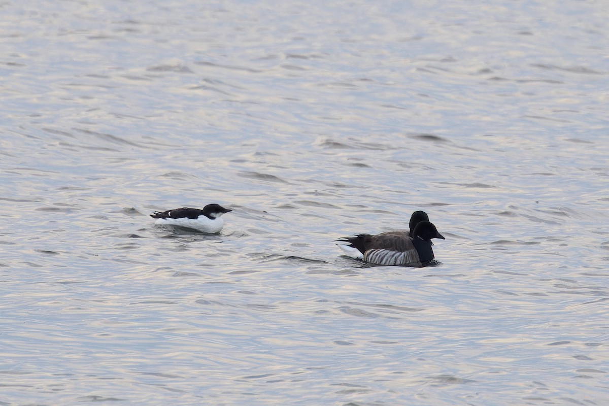 Thick-billed Murre - ML630505406