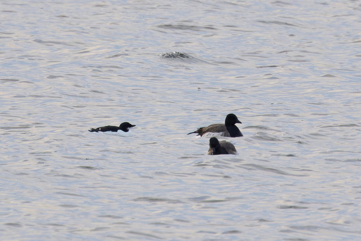 Thick-billed Murre - ML630505411