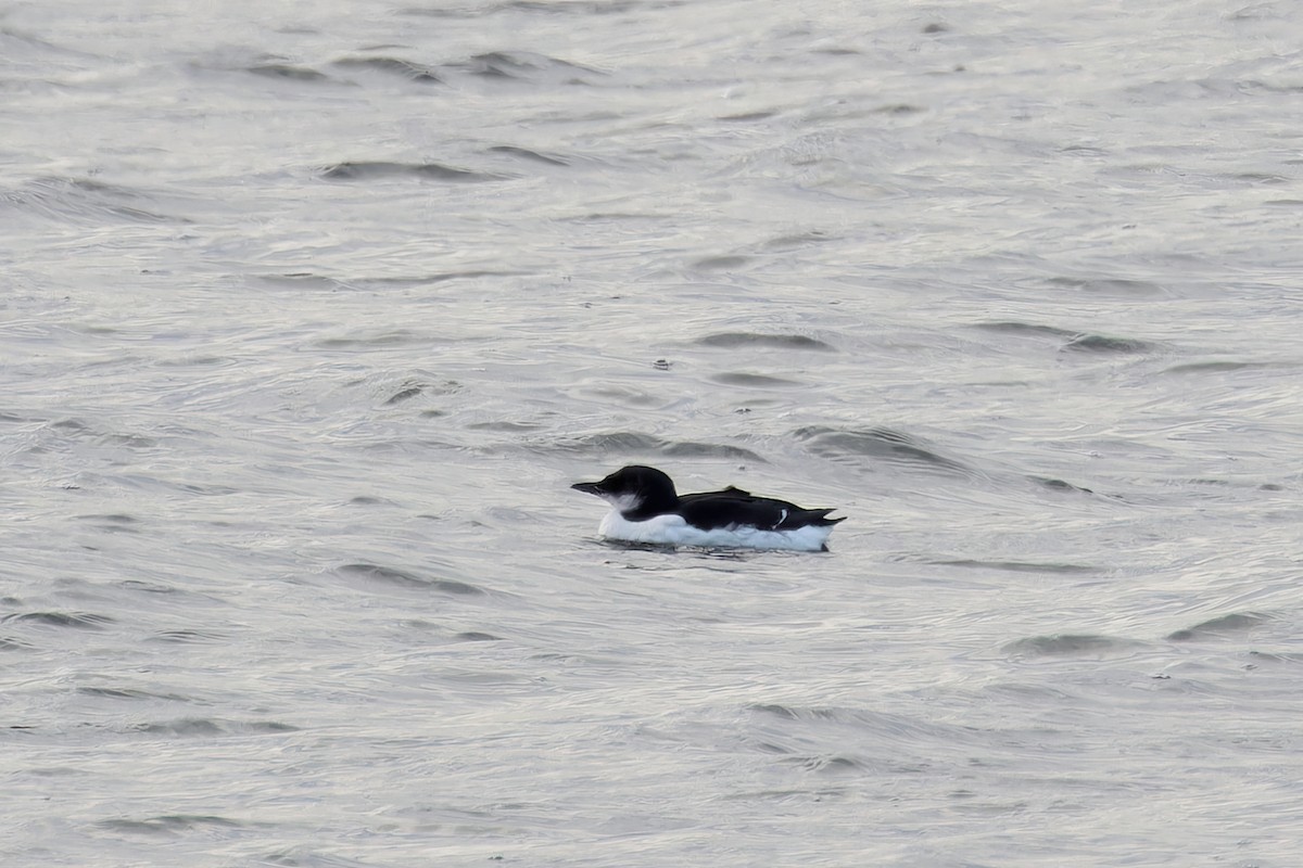 Thick-billed Murre - ML630505418