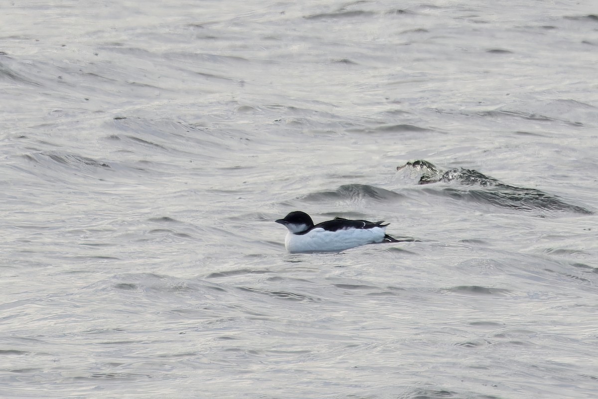 Thick-billed Murre - ML630505422