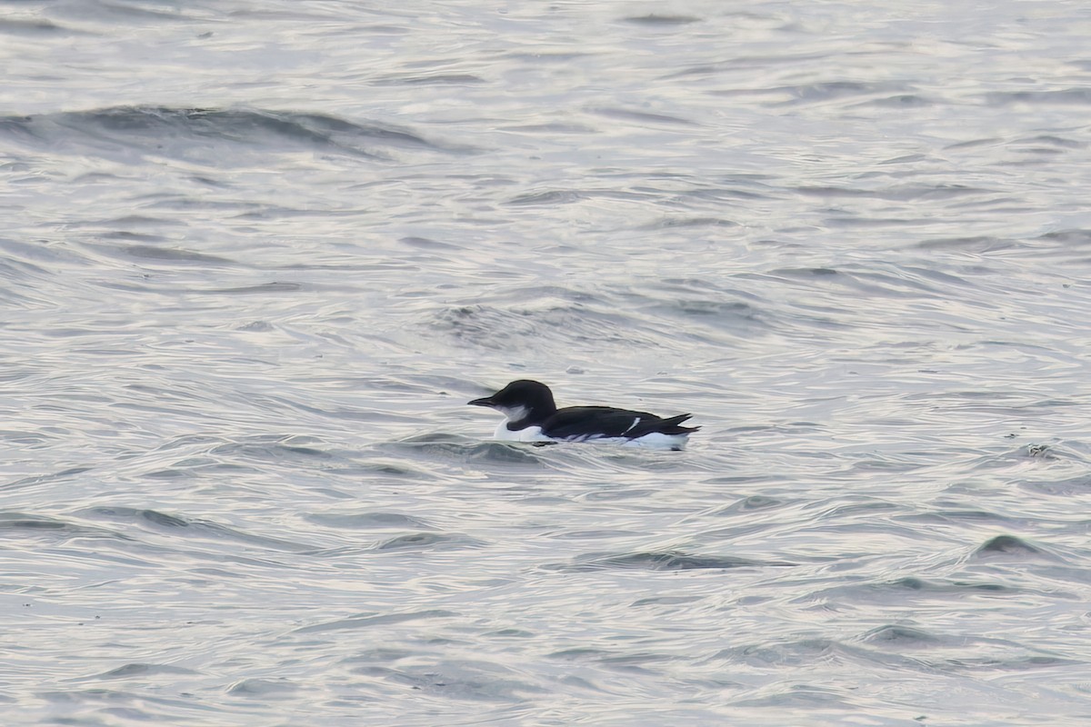 Thick-billed Murre - ML630505423
