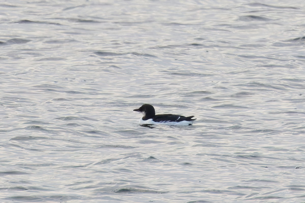 Thick-billed Murre - ML630505425