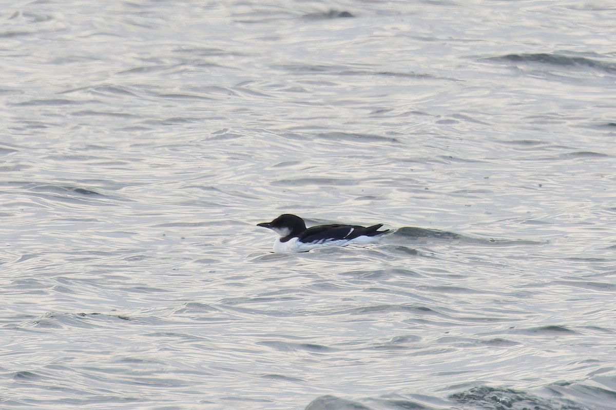 Thick-billed Murre - ML630505427
