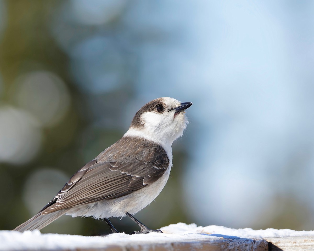 Canada Jay (Pacific) - ML630506127