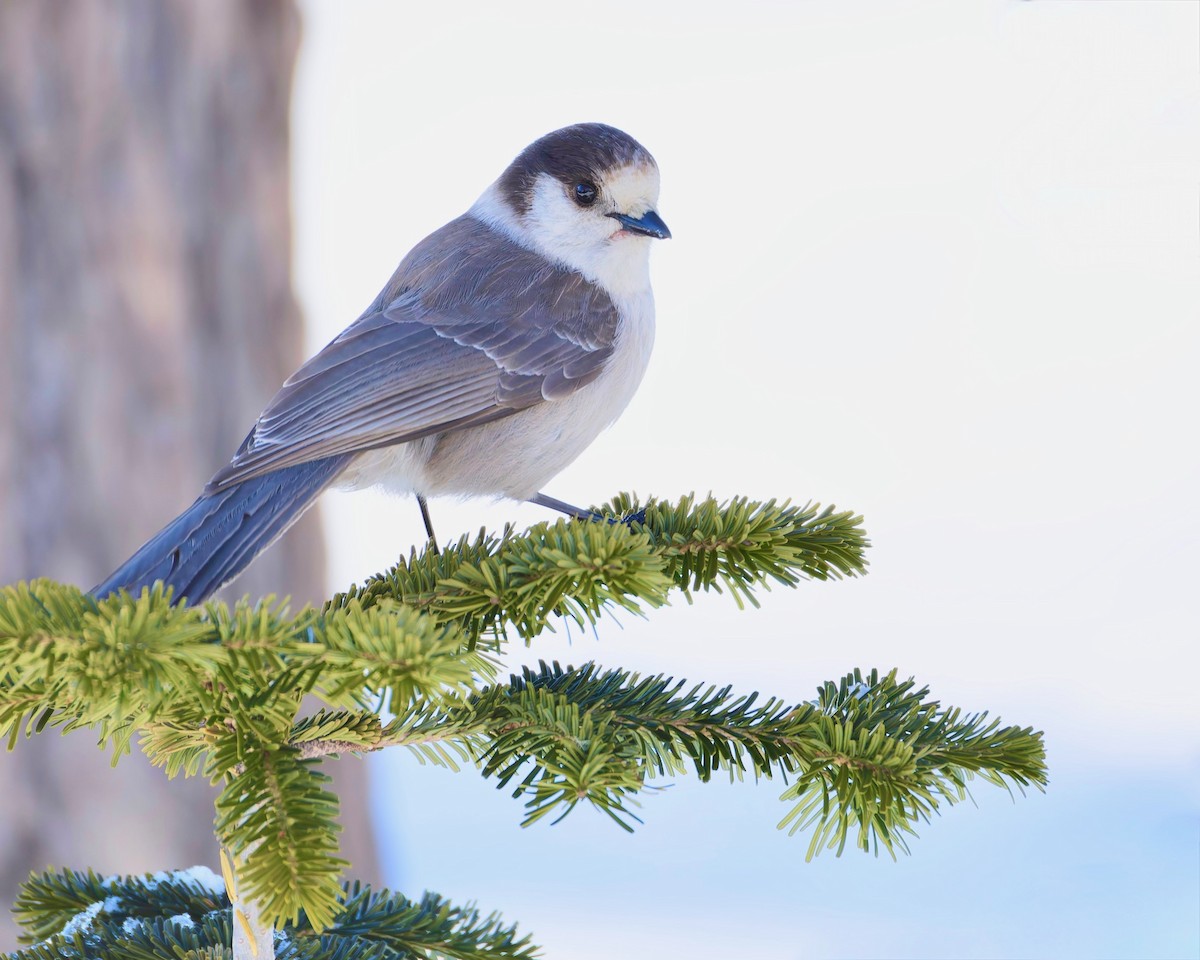 Canada Jay (Pacific) - ML630506163