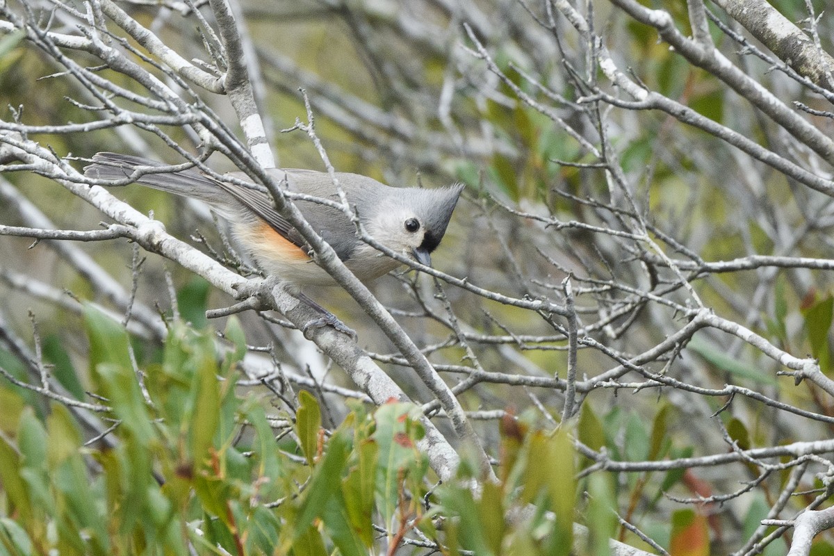 Mésange bicolore - ML630506185