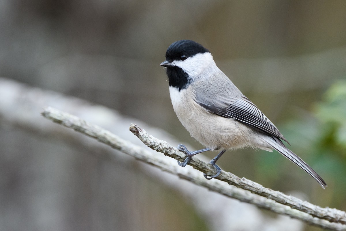 Mésange de Caroline - ML630506188