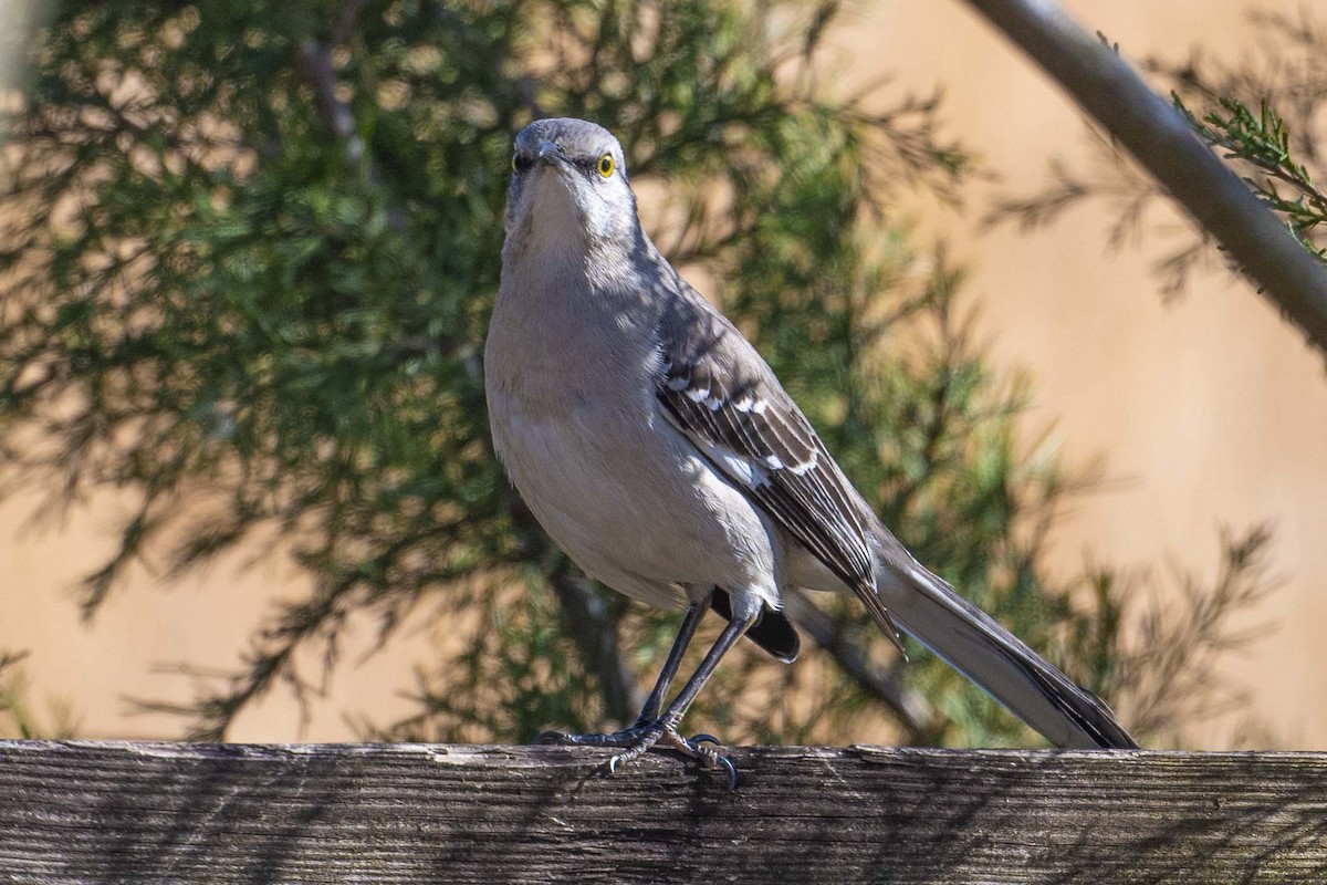 Northern Mockingbird - ML630506195