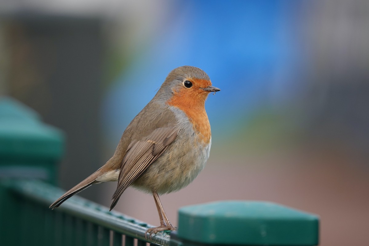European Robin - ML630506196
