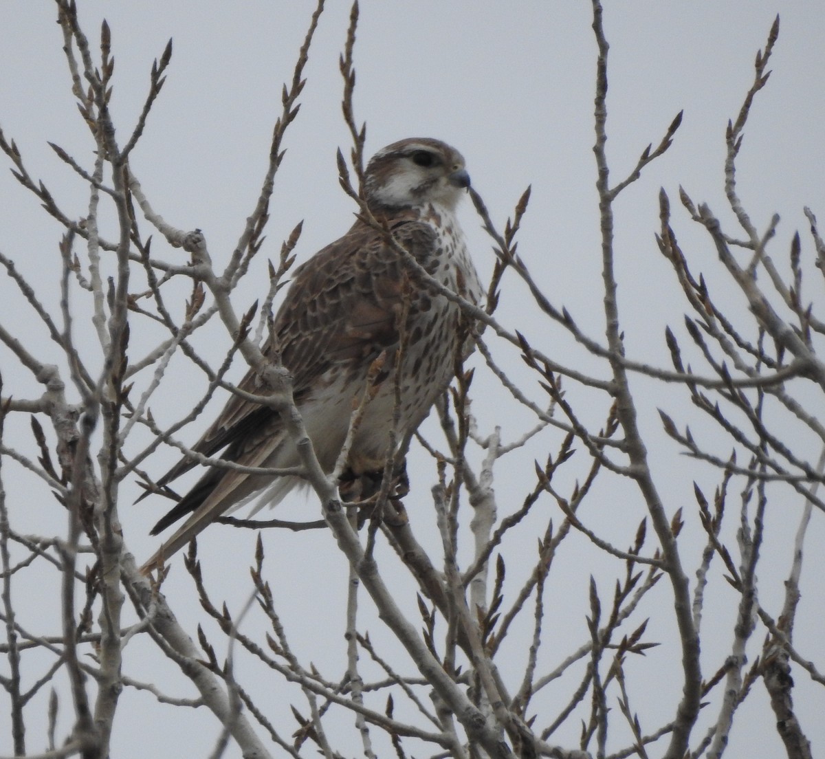 præriefalk - ML630506343