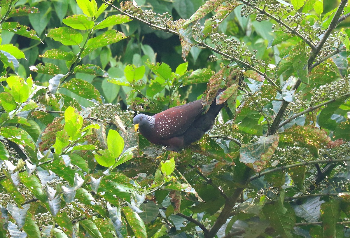 Maroon Pigeon - ML630506368